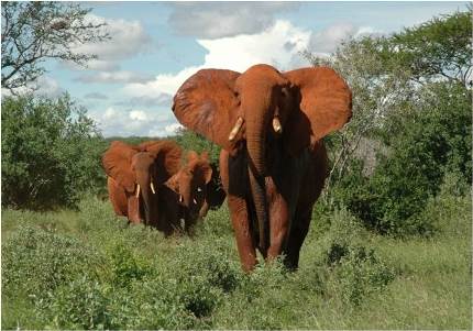 elephant_of_tsavo_east_nationalpark