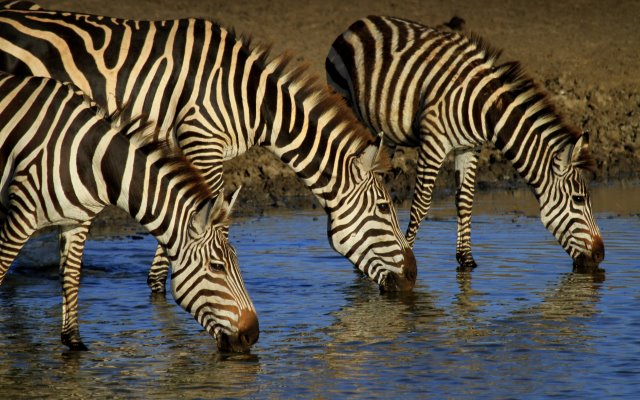 8-Day All-Inclusive Kenya Safari 2025/2026| Maasai Mara, Lake Nakuru, Amboseli & Tsavo West