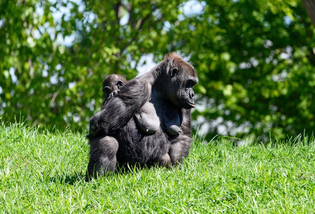 4-day-uganda-gorilla-trekking-safari-from-kigali-2025–2027