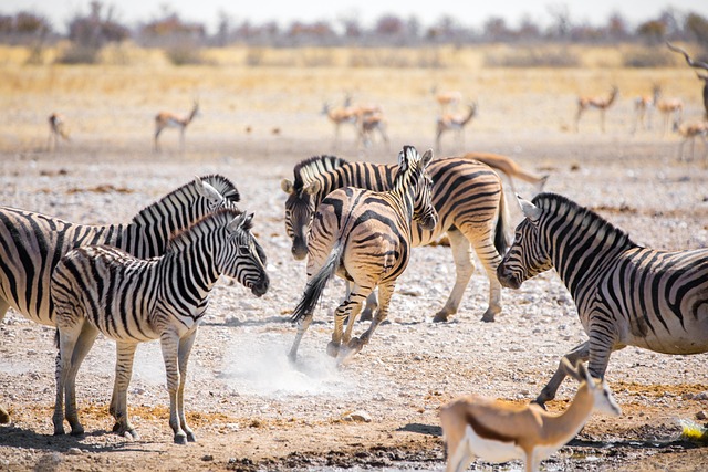 5-Day Tanzania Great Migration Tour 