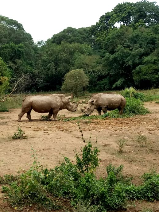 6-day-masai-mara-migration-and-uganda-gorilla-trekking-group-safari