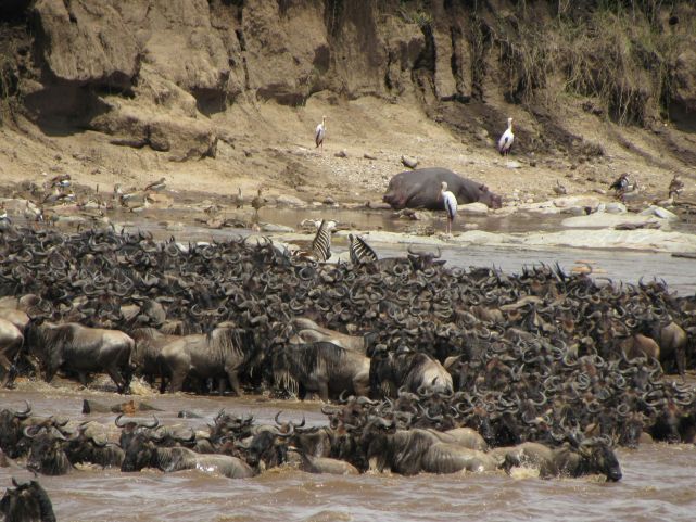 6-day-serengeti-great-migration-uganda-gorilla-trekking-group-safari