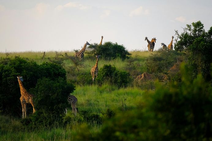 6-day-uganda-best-budget-tour-itinerary-2025-2027