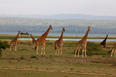 JOINING  TANZANIA MIGRATION SAFARIS 6 DAYS