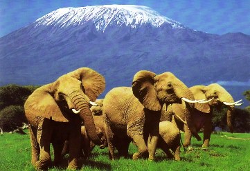 elephant_maasai_mara_camping_safari