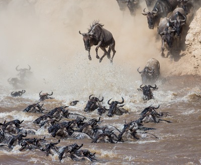 Masai-mara-migration-flying-package