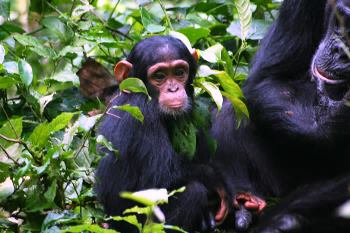 chimpanzee-treking-uganda