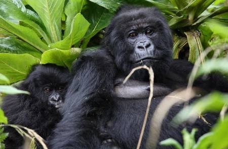 Rwanda-Safari-holiday