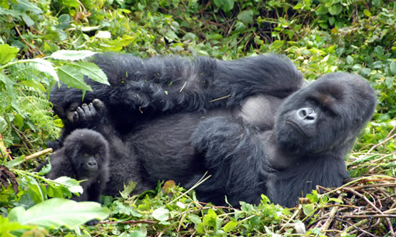 Rwanda Wildlife and Culture 8days