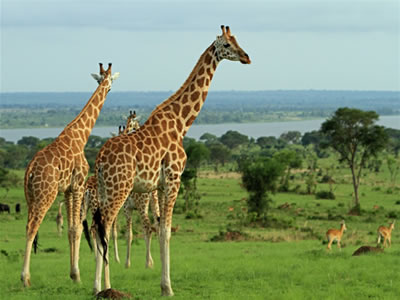 Tanzania-Long-safari
