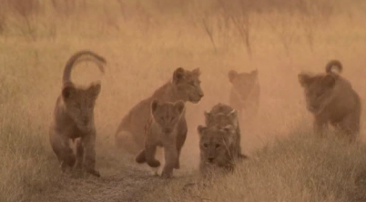 Tarangire-Manyara-Serengeti-Ngorongoro 9days