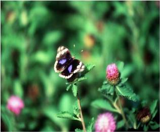 insect-paradise-african paradise-safaris