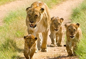 kenya-tanzania-wildlife-tour