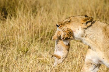 kenya luxury safari - kenya safari package