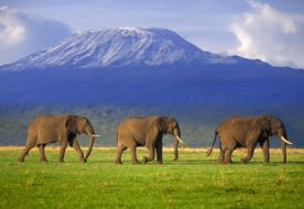 Tanzania budget safari package 5 days