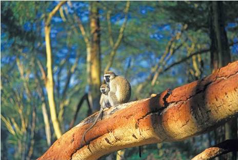 baboon_watching