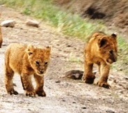 :Lake Nakuru-Lake Naivasha-Masai Mara 5 Days