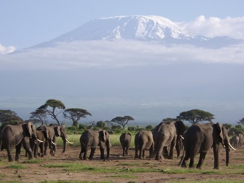 Tanzania-Big-five-Safari-9days