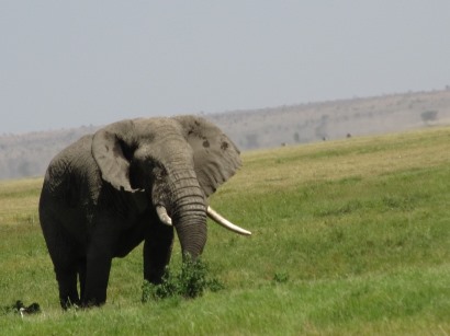 tanzania-safaris