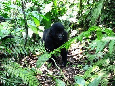 Bwindi-Gorrilla-Treking-3days