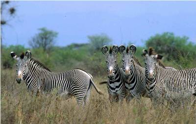 meru-national-park