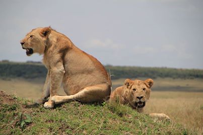 Samburu-L.Nakuru-Masai Mara 6Days