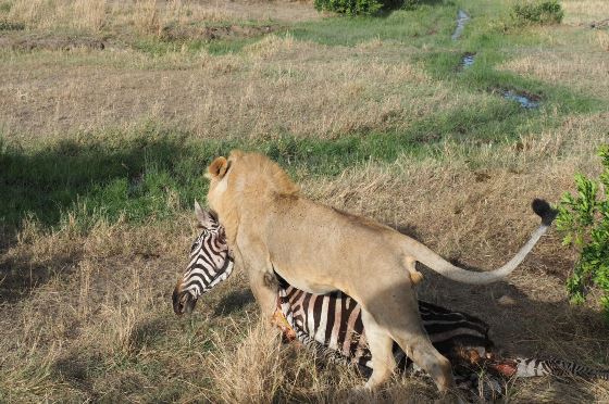 Kenya budget- camping-Joining-safaris-4days