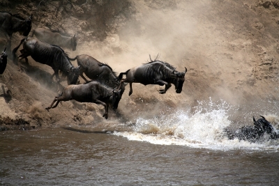 Migration_maasai_mara