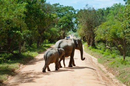 Kenya migration safaris 3 days