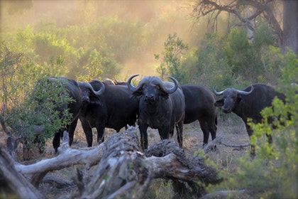 Tanzania Migration Safari 5 days