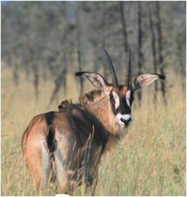 sable_antelope_shambahill_reserve